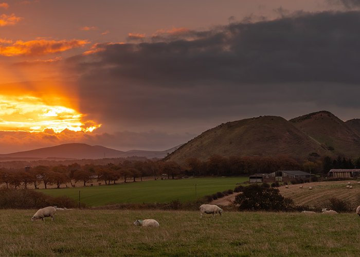 Shale-Trail-Five-Sisters-Sunrise-Sheep-websized.jpg